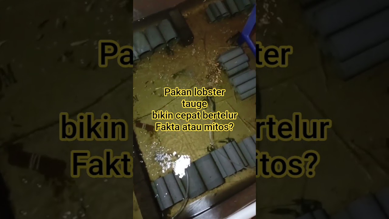 Pakan lobster tauge, bikin cepat bertelur? Fakta atau mitos?