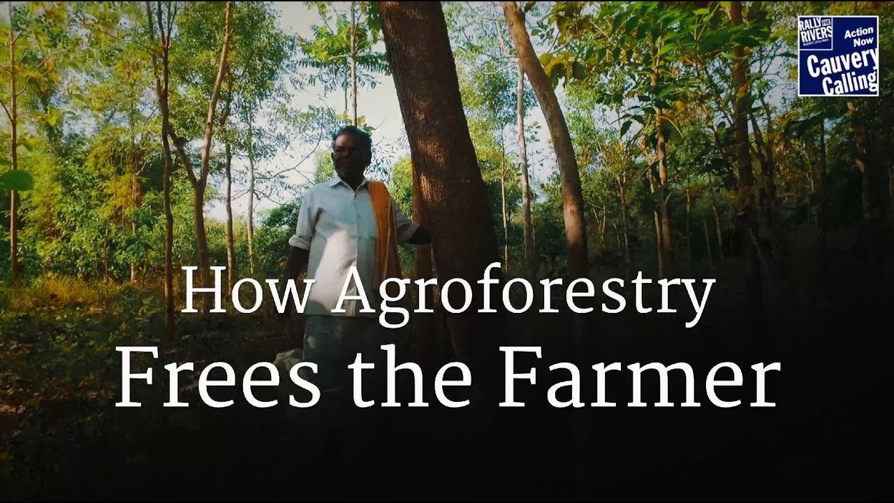 How Agroforestry Frees the Farmer &ndash; Sadhguru