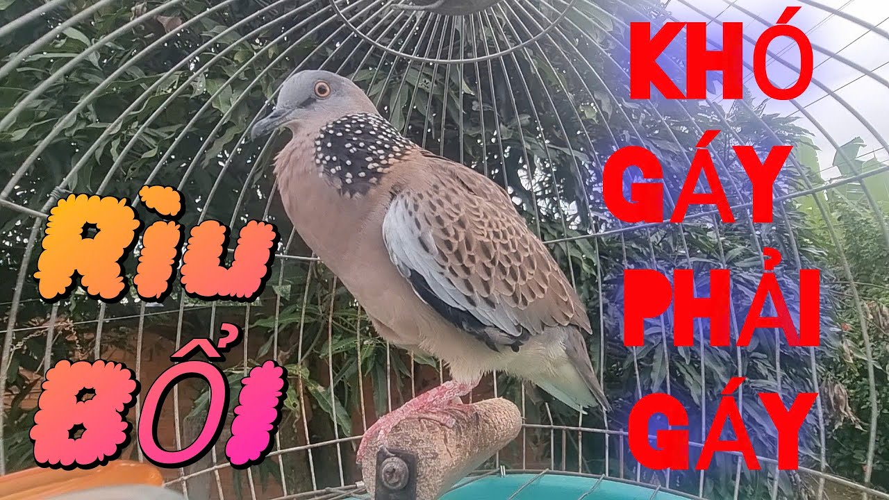 Cu gáy kích bổi / Cu gáy Đồng Cây gáy GỌI kích mồi luyện bổi nhanh nổi mau gáy