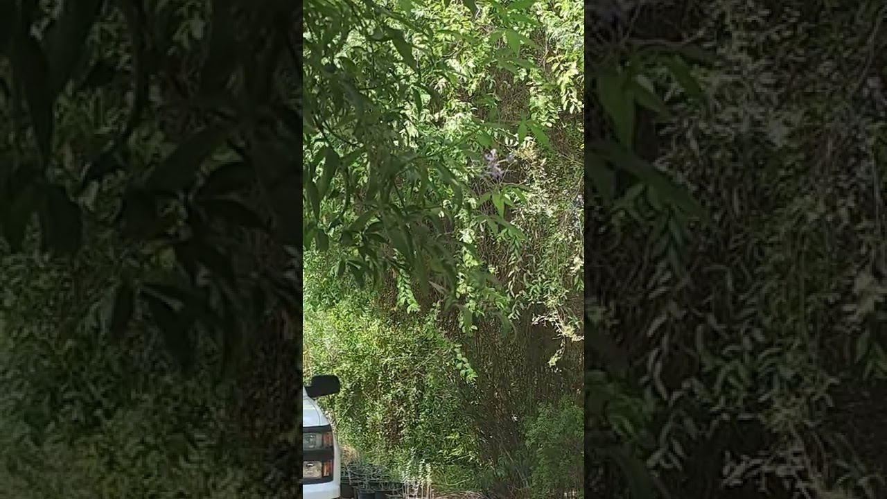 علي بن روغه.. هاض مابي والخلايق ذاهلين