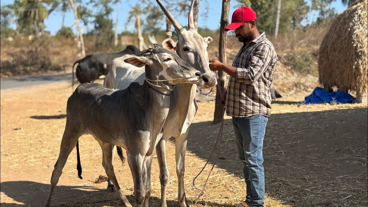 Beautiful hallikar cow and male calf(Helgalli bull son) hegganuru bloodline 