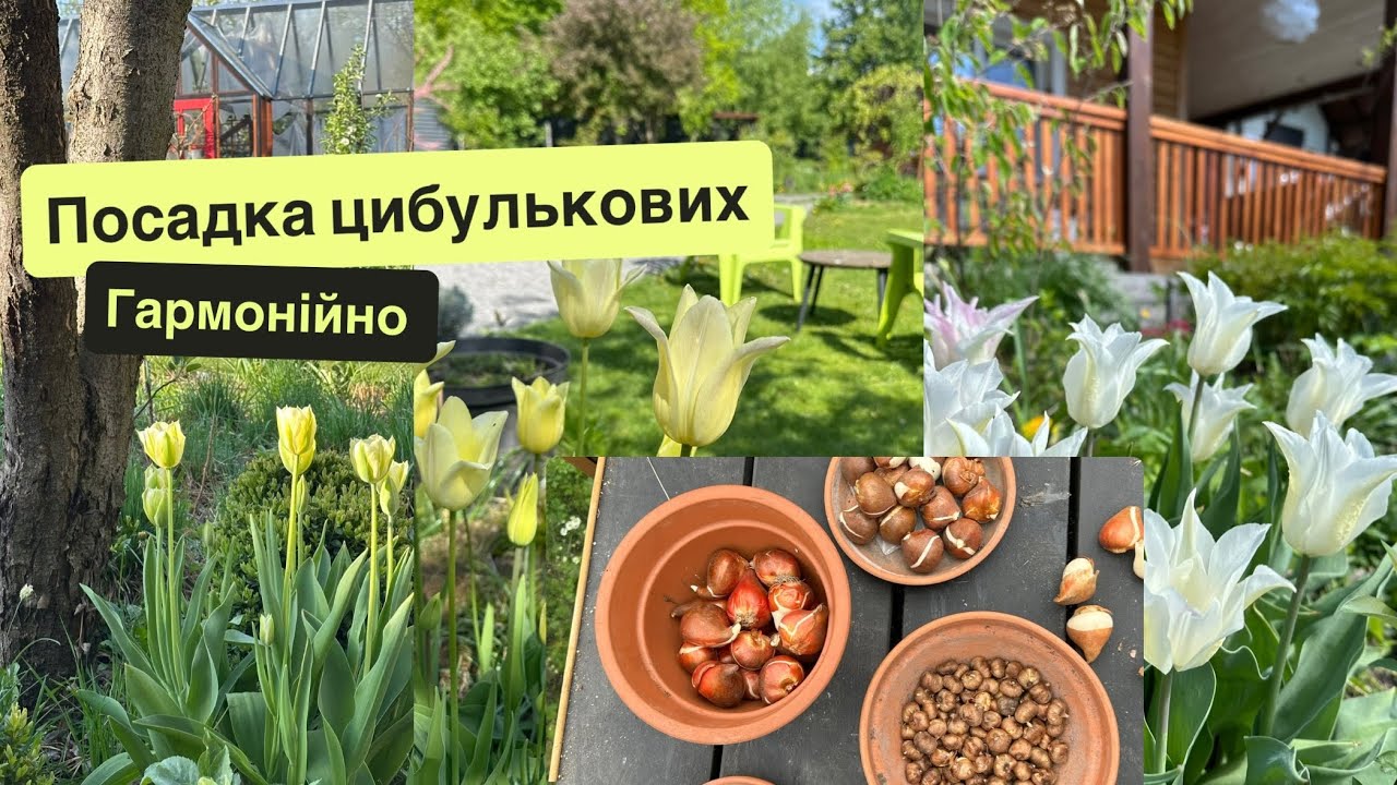 Як посадити тюльпани. Гармонійно. 