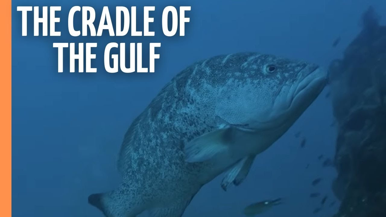 Aquarium Of The World - The Cradle Of The Gulf | Full Documenatry