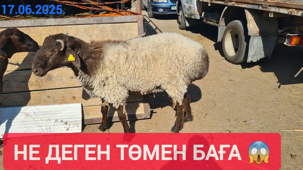 ҚЫЗЫЛОРДА МАЛ БАЗАРЫ, ҚОШҚАР ҚОЗЫЛЫ ҚОЙ ЛАҚТЫ ЕШКІ БАҒАЛАРЫ.