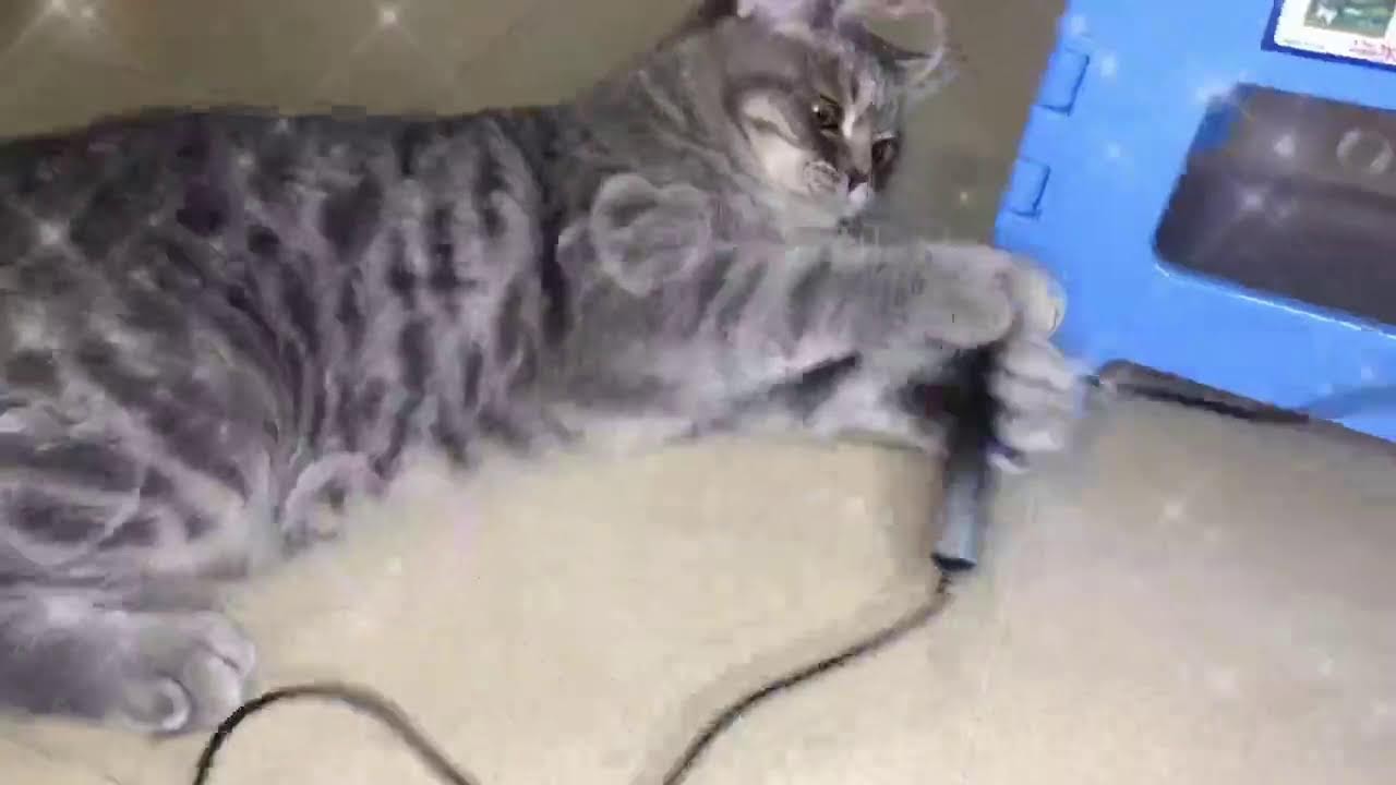 猫が喜ぶ映像：🥰素晴らしいクリップはすべてメンバーチャンネルにあります👇🏻🥰いつも動画楽しく観てます 🐈🐈‍⬛可愛い猫ちゃんに毎日癒されてます🙏🏻