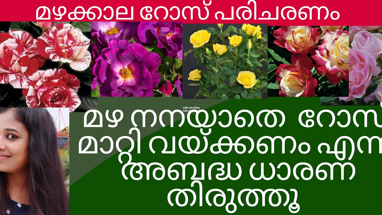 Roseplant care in Rainy Season Malayalam/ മഴ  നനയാതെ റോസ് മാറ്റി വയ്ക്കണം എന്ന അബദ്ധ ധാരണ തിരുത്തൂ
