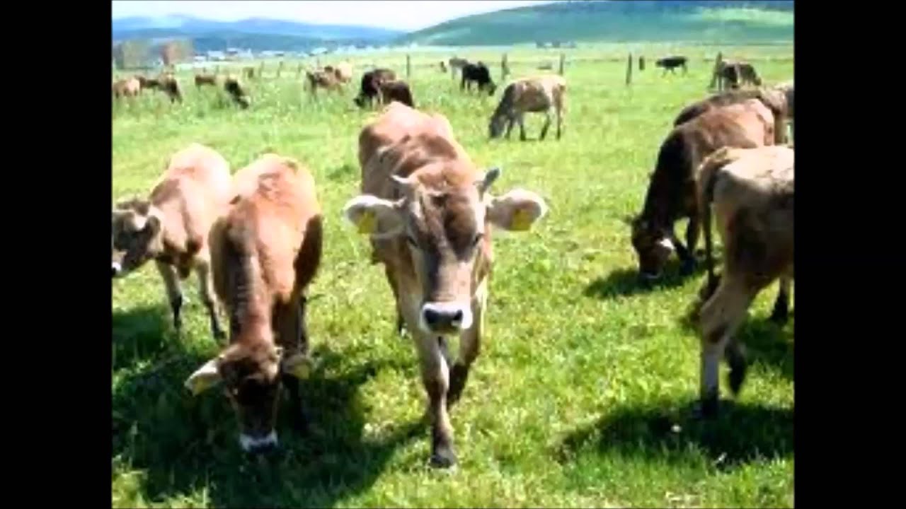 BURDUR VE CEVRESİNDEKİ &Ccedil;İFTLİKLERİMİZDEN 1. SINIF HOLSTAİN GEBE D&Uuml;VELER