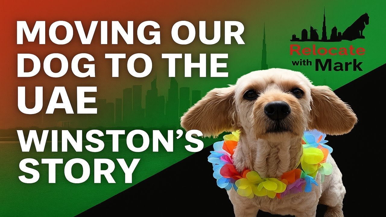 Moving Our Dog from the UK to Abu Dhabi – Winston’s Story