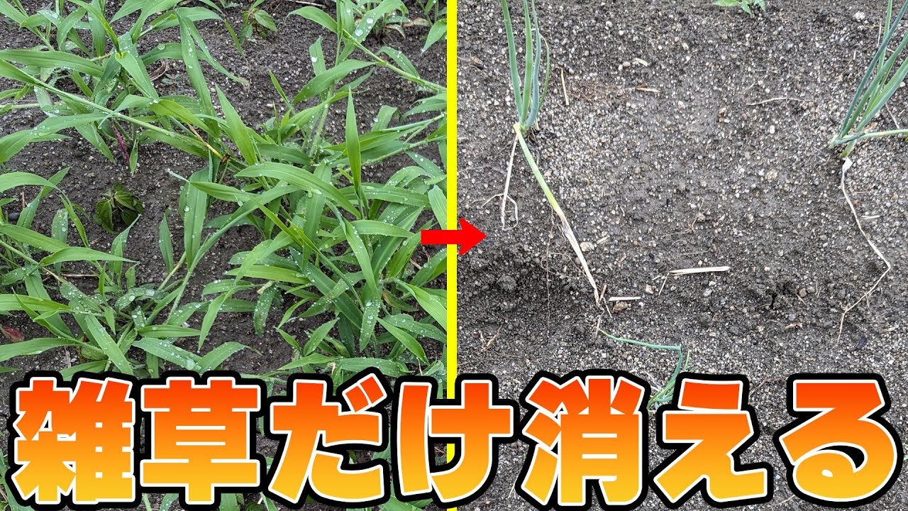 【抑草剤】作物は残して雑草だけ生えなくする【マルチいらず】