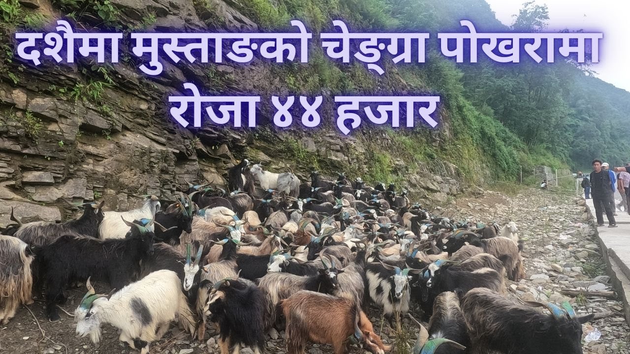 Mustang Ko Chengra दशैमा मुस्ताङको चेङ्ग्रा पोखरामा, रोजा ४४ हजार