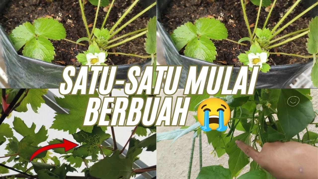 Datang Penghuni Baru,Hari yang Sama Tanaman Mulai Berbuah | Dunia Hijau Hana