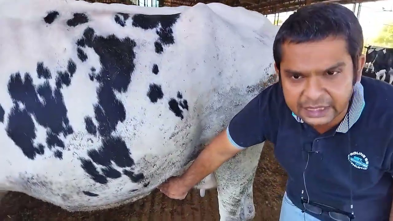 How to select a cow for dairy