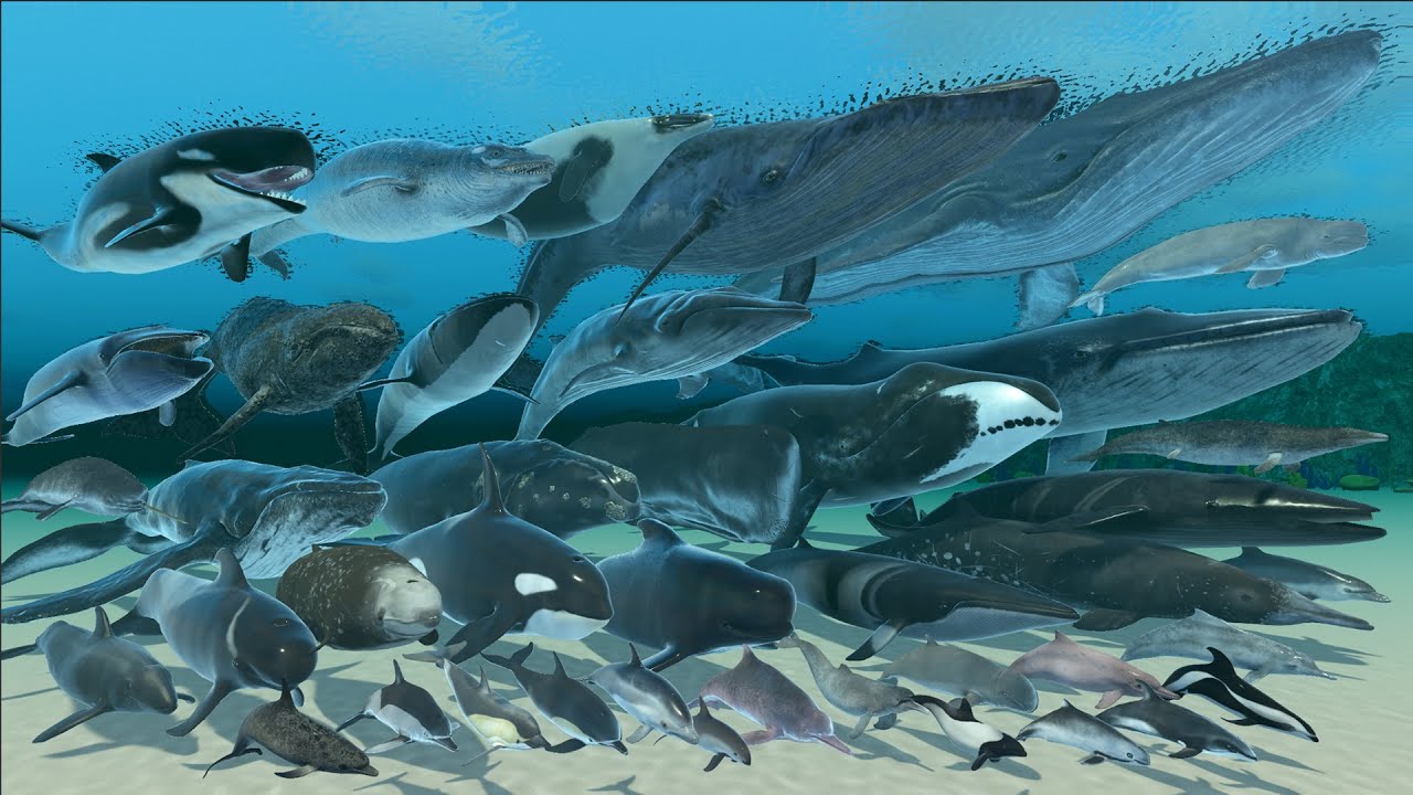 Real Whale Weight Comparison - 3D Animal Animation Comparison