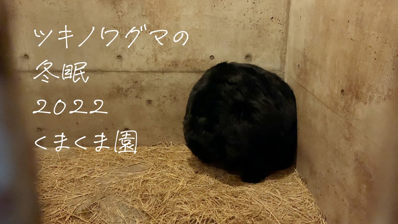 ツキノワグマの冬眠２０２２（くまくま園）