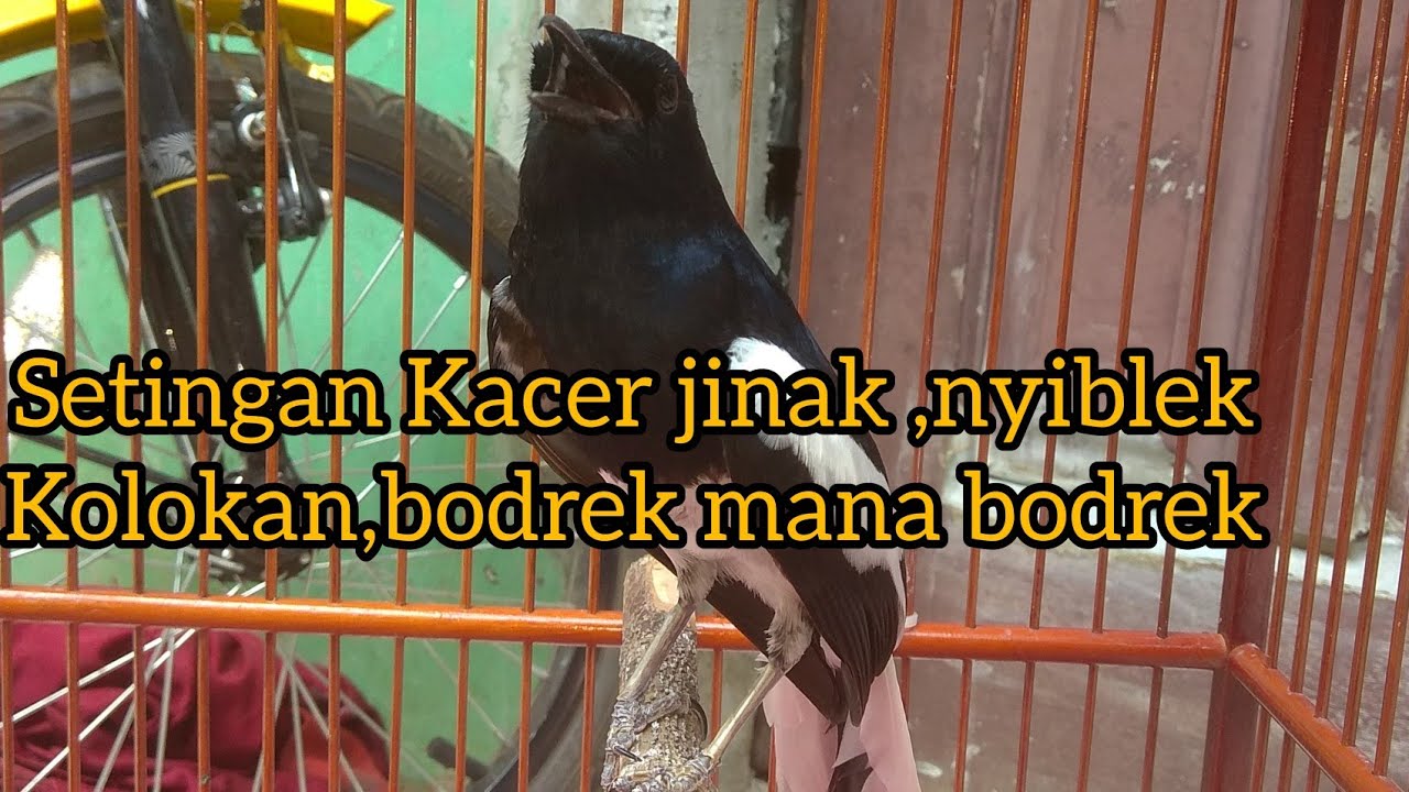 SETINGAN KACER JINAK NYIBLEK