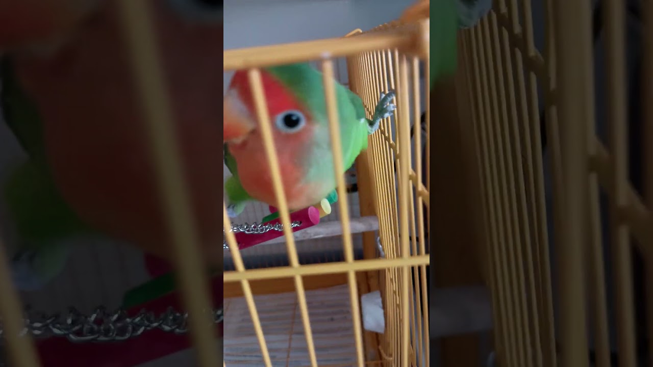 Love bird Rio and jay