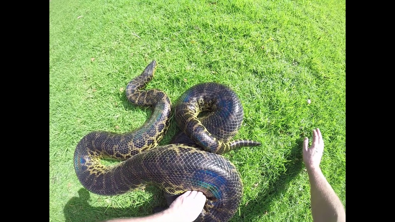 Yellow Anaconda (Eunectes notaeus)