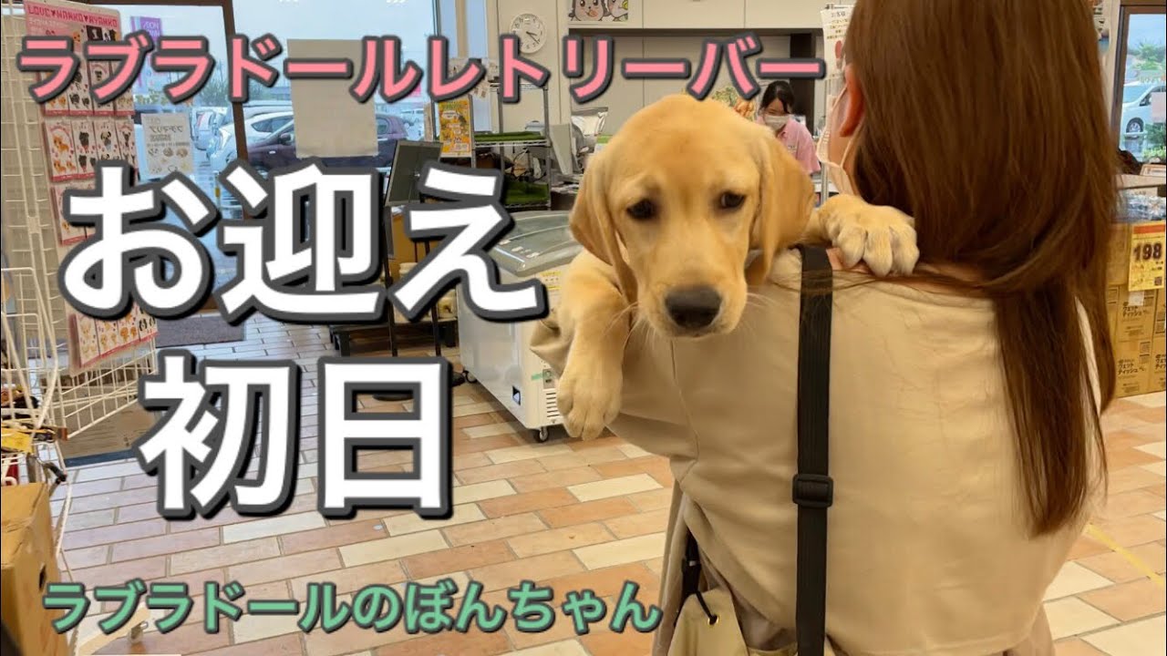 【お迎え初日#1】念願だったラブラドールレトリバーのお迎え初日の様子♪　5ヶ月　パピー　labrador retriever サブチャンネル　まみキャンプ　大型犬　癒し　ぼんちゃん