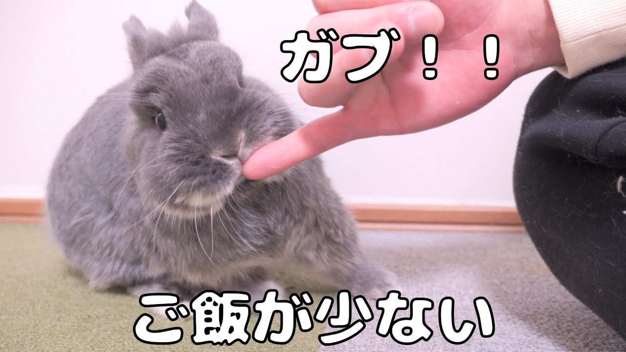 一歳になった瞬間にご飯を減らしたらウサギが怒って指を噛まれちゃいました【No.1238】
