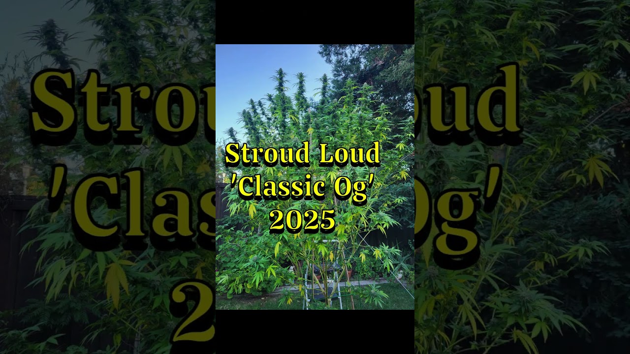 Outdoor Cannabis Harvest 2025 Coming Soon