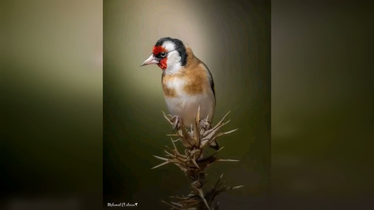 مقنين شون قوة غابة باينام  دائما المتعة حاضرة