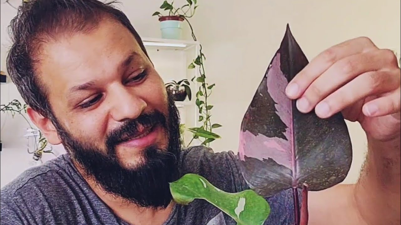ما عليكم القيام به بعد شراء نبتة من المشتلة