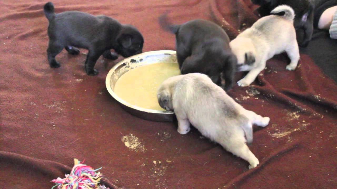 Pugs First Feeding
