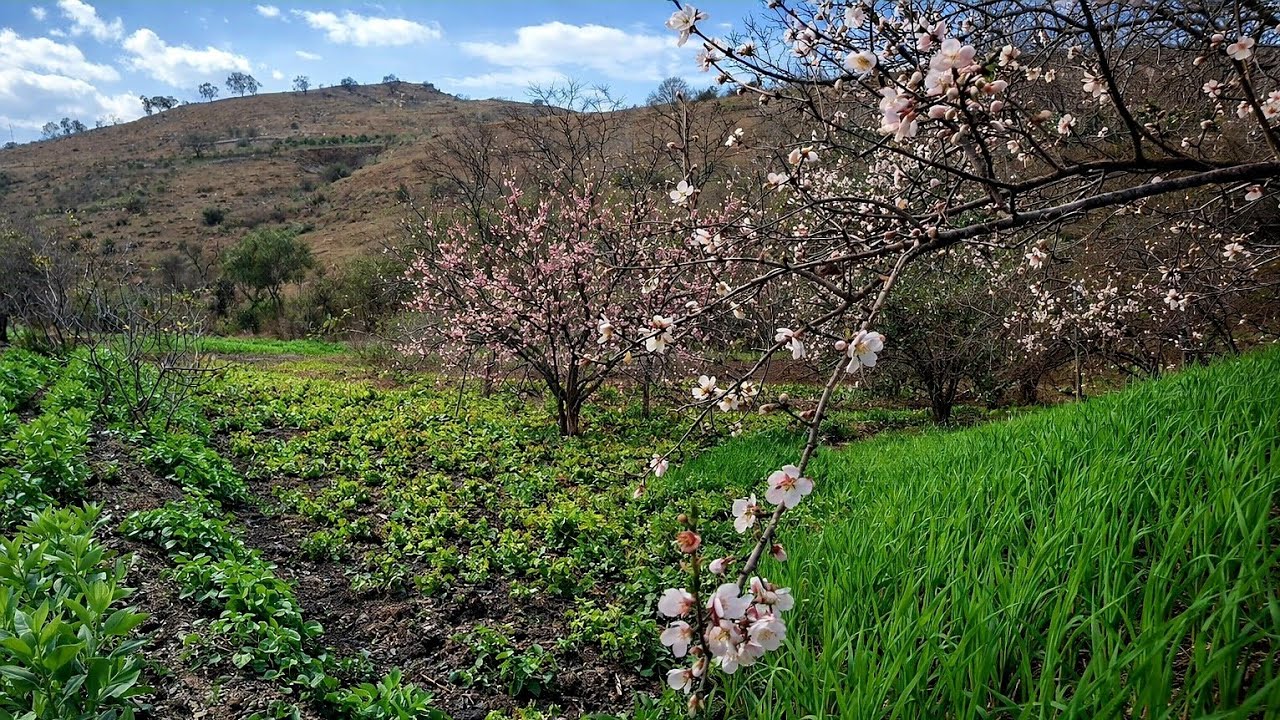 جولة ليوم في طبيعية بعد أمطار الخير أجواء رائعة شاهدوا معنا.⛰️