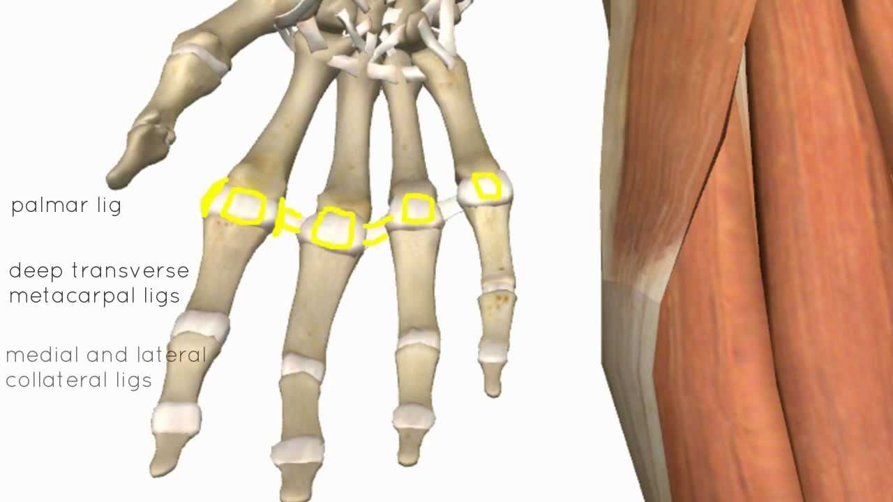 Wrist and Hand Joints - 3D Anatomy Tutorial
