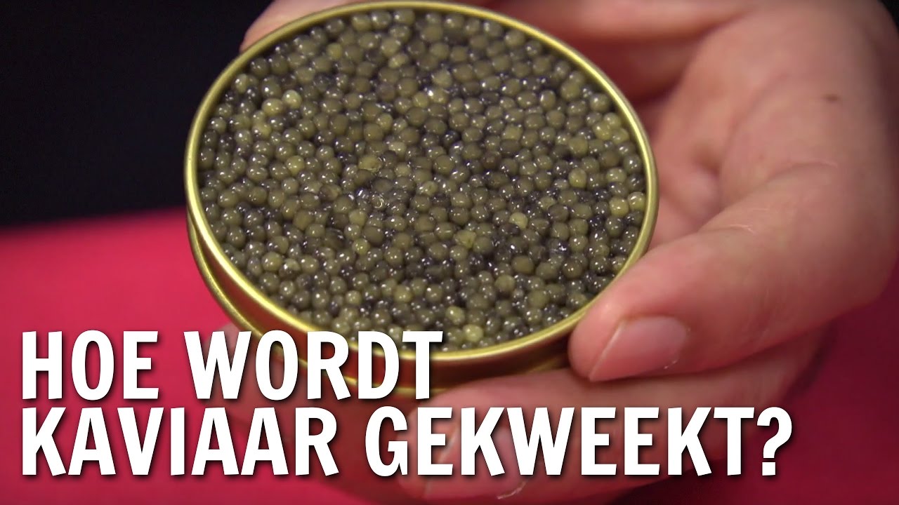 Hoe wordt kaviaar gekweekt? | De Buitendienst over kaviaar