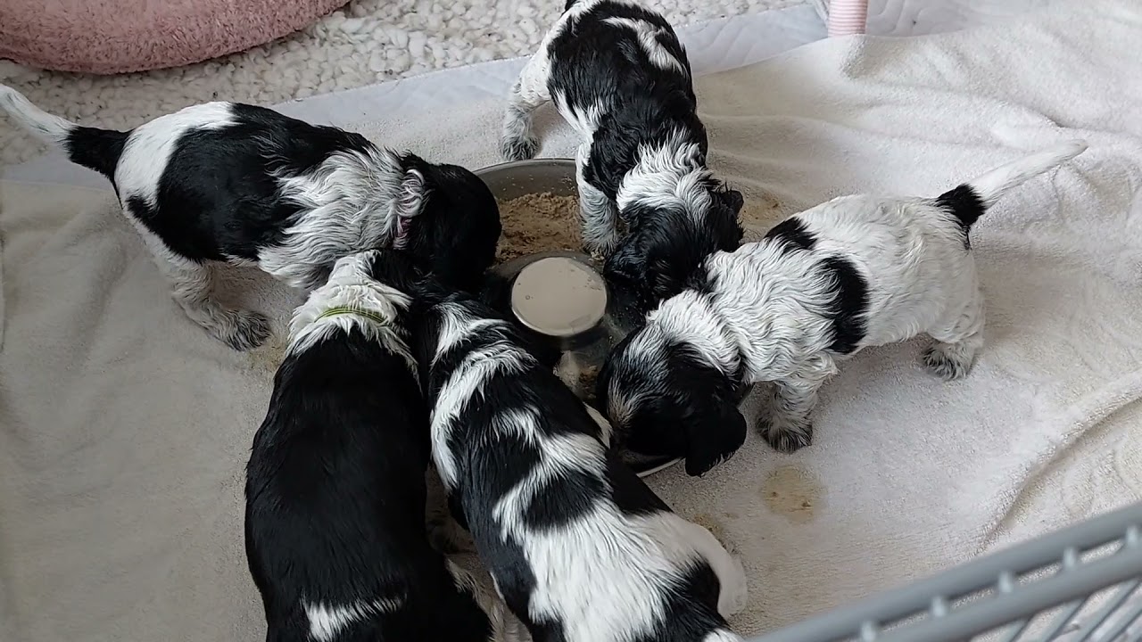 Manjuno's O's - 4th week 4