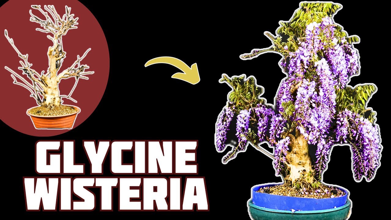 GLYCINE WISTERIA en BONSAÏ 🌱 NEJIKAN BONSAI 🌱