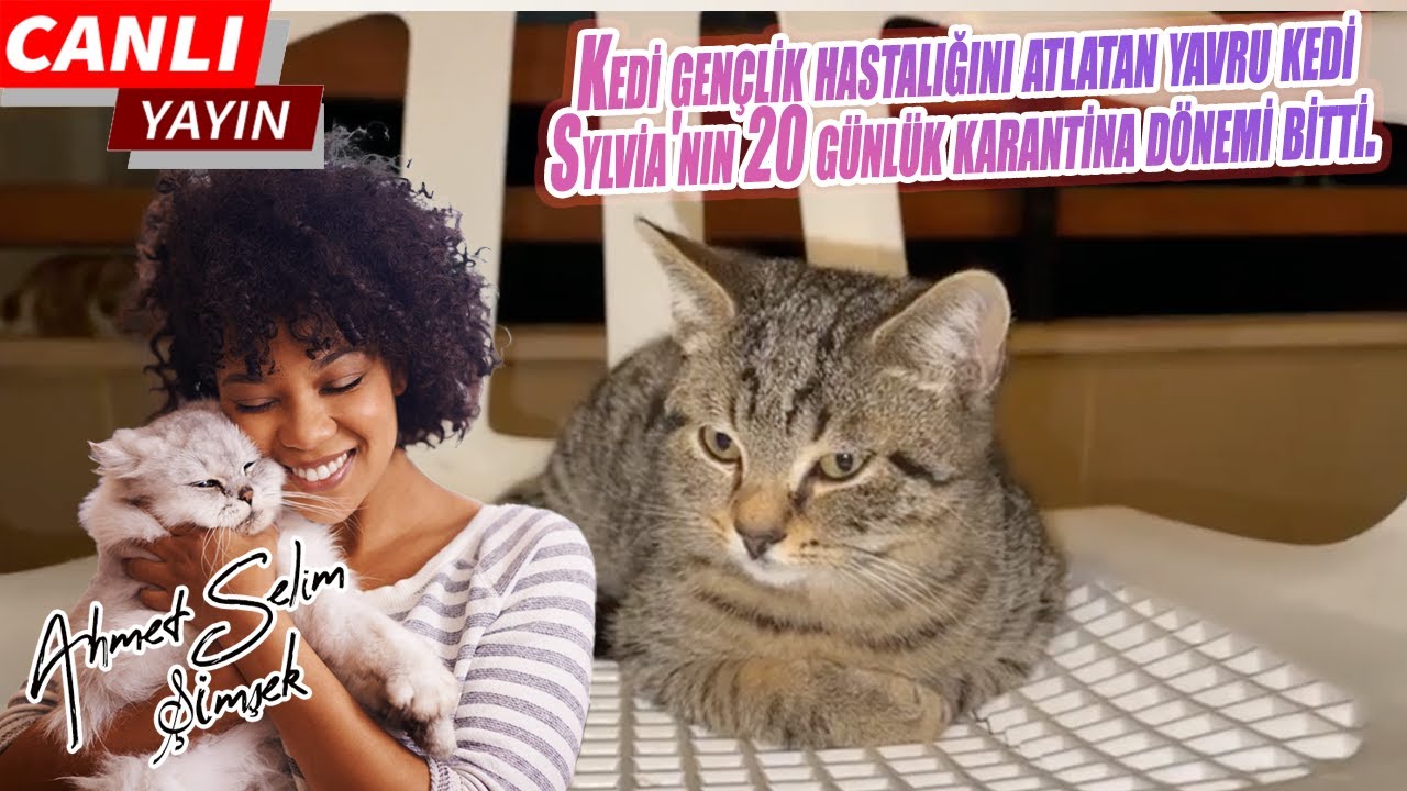 Kedi gençlik hastalığını atlatan yavru kedi Sylvia'nın 20 günlük karantina dönemi bitti.