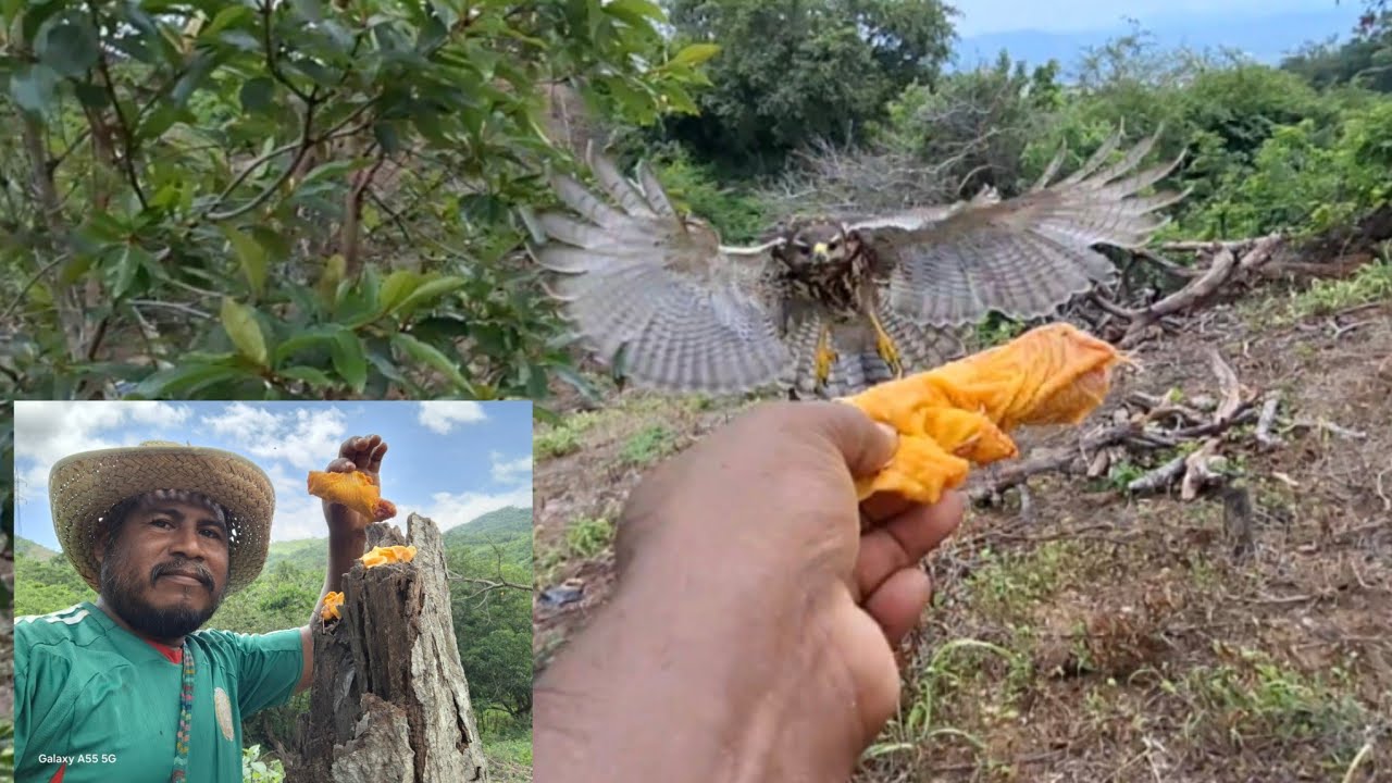 Por alimentar así a mi alcon🐣🦅casi pierdo mi mano ✋️