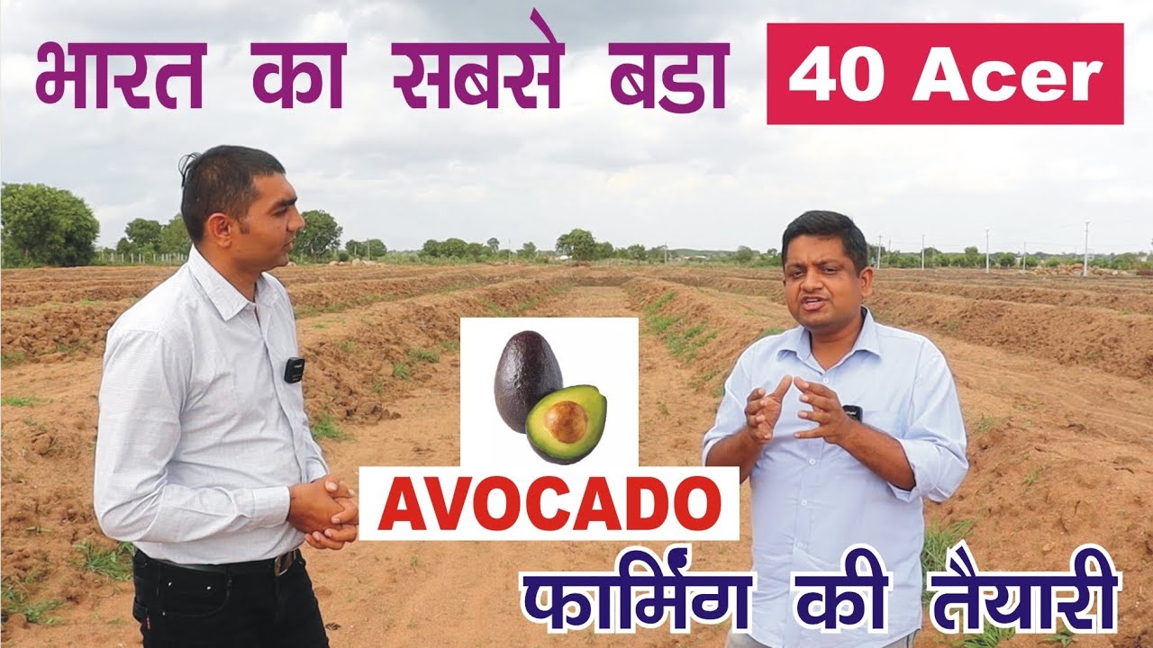 भारत का सबसे बड़ा 40 एकर का #Avocado फार्म की तैयारी । IG Deccan exotic । #butterfruit । 7702071045