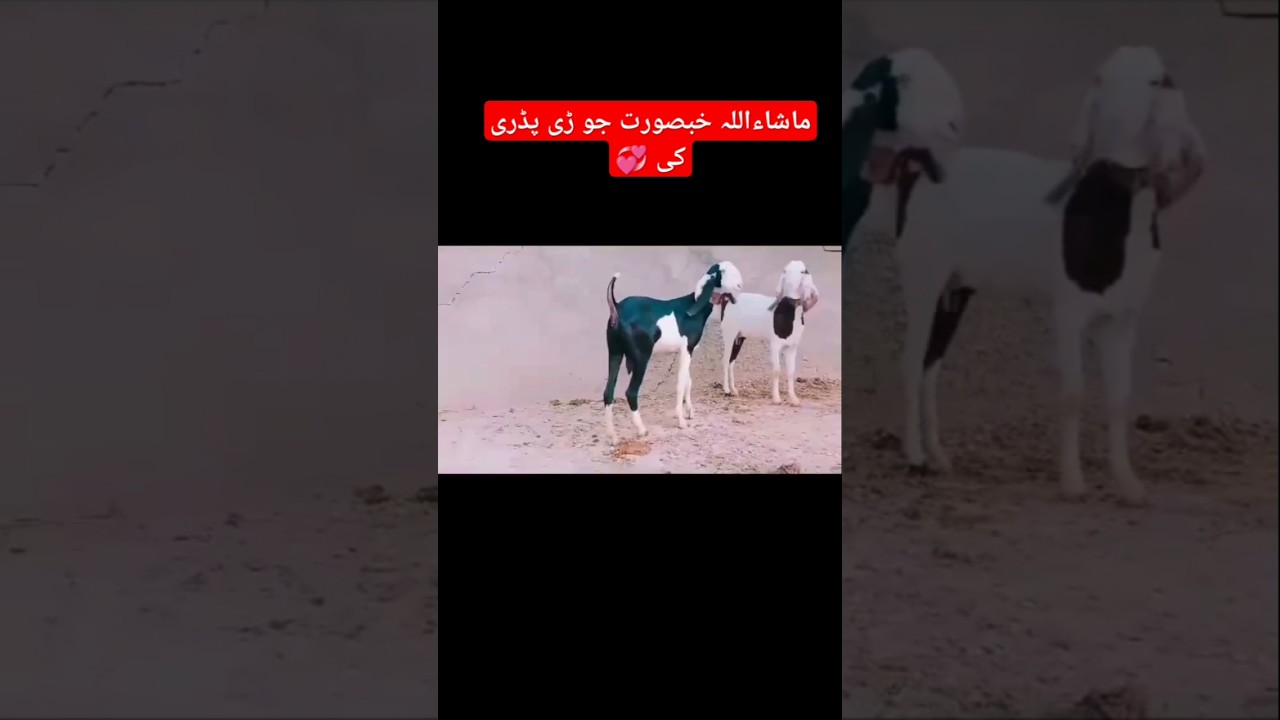 mashallah beautiful ❤️ patari goat ki jory/#goat #animals /@AhmedRiaz912