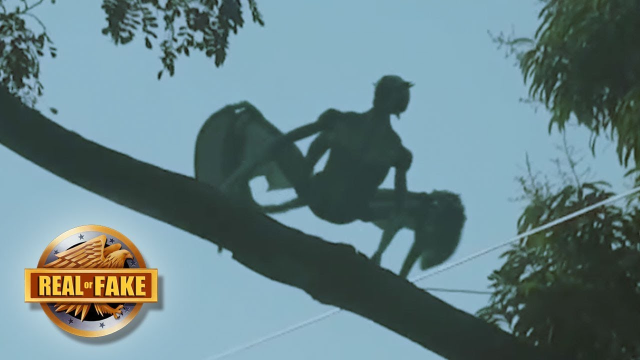 Real or fake? Mystery Tree Creature & More