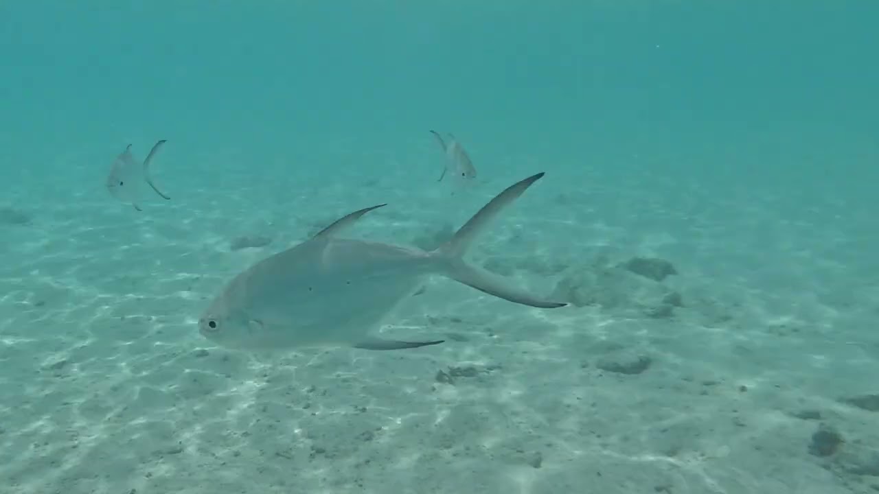 Maldives - Riu Atoll snorkeling mix 4K