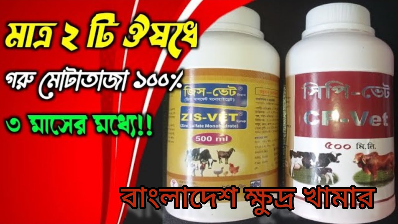 Owsod Diye Goru Motataja Korar Poddoti | Bangladesh Khudra Khamar