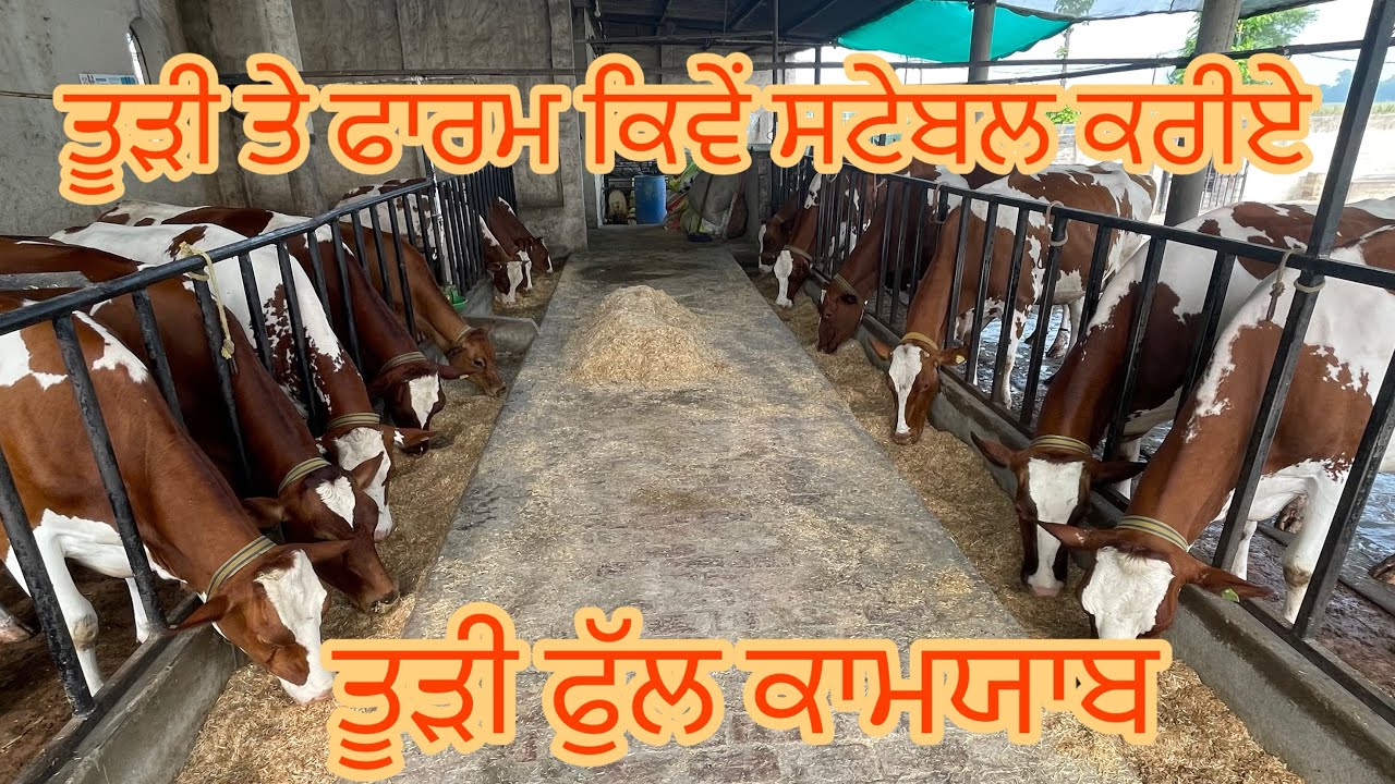 ਕੱਲੀ ਤੂੜੀ ਤੇ ਫੀਡ ਦਾ ਫੁੱਲ ਨਜ਼ਾਰਾ ਨਾ ਪੱਠੇ ਵੱਡਣੇ ਨਾ ਪਾਉਣੇ 🥰🥰