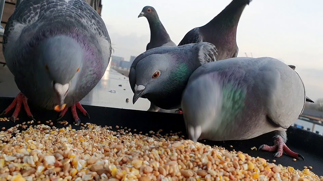 Pigeons  Eating Seeds In Long  Version