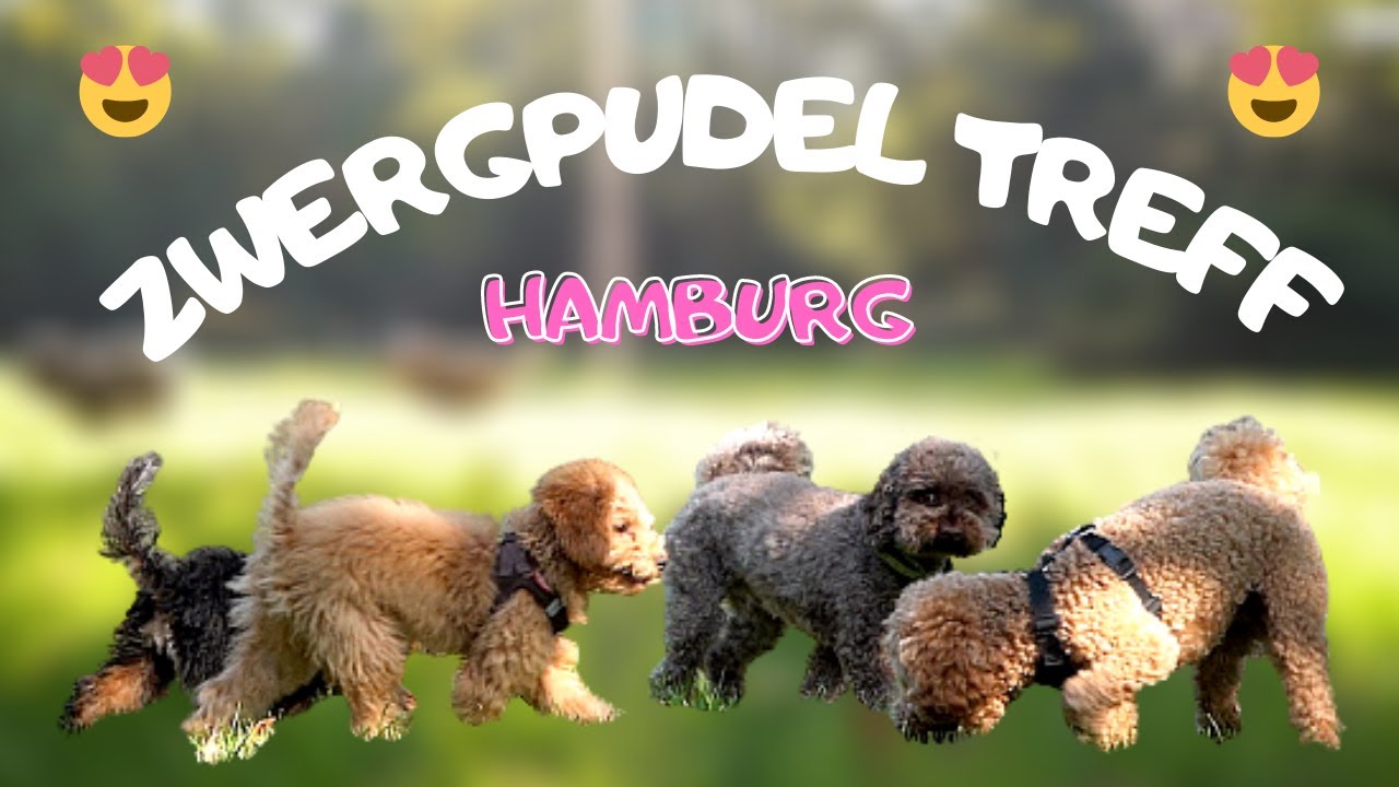 Zwergpudel Treff Hamburg  - Welpen & Erwachsene Zwergpudel spielen miteinander - Pudel lustig