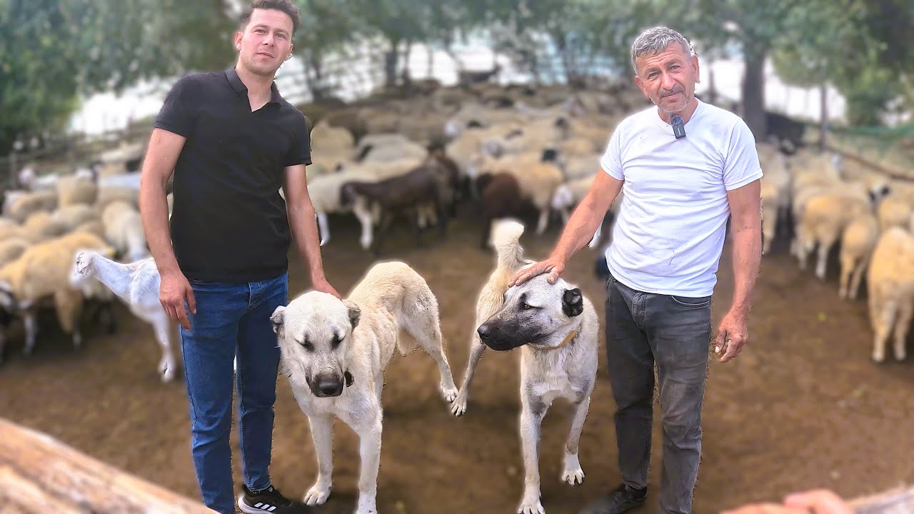 KURTLARA GEÇİT VERMEYEN KANGALLAR.