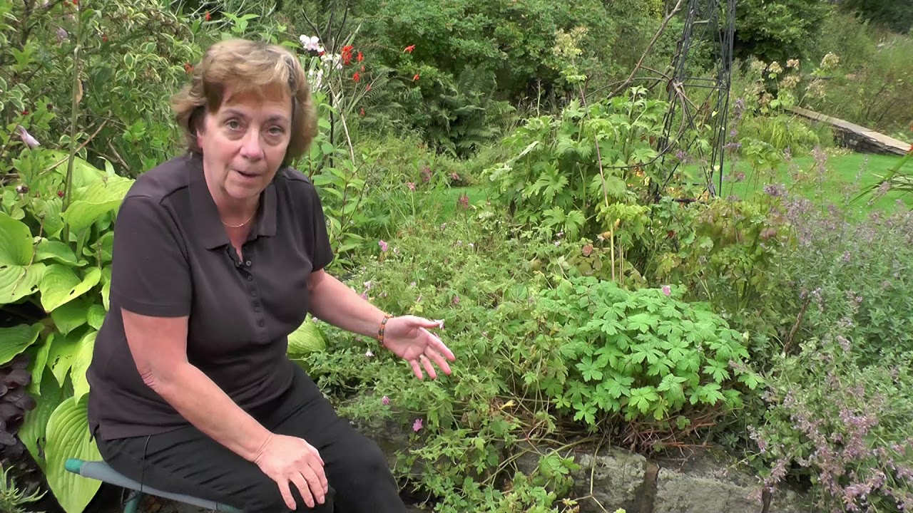 How to cut back early flowering perennials in June /July