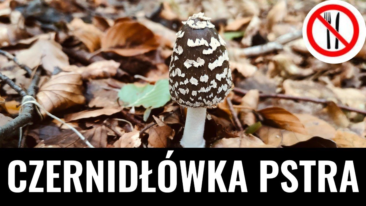 Czernidłówka pstra (czernidłak pstry) - pięknie i pstro!