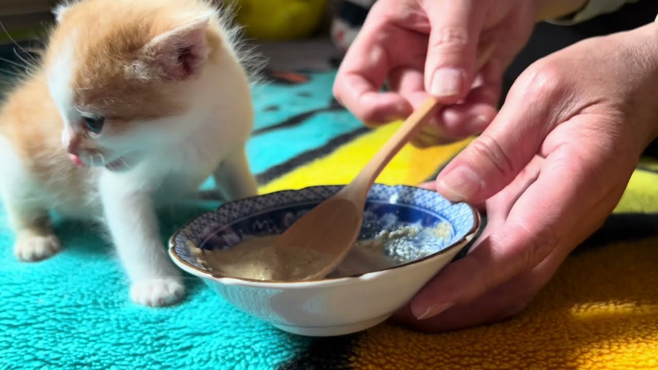 【保護猫】子猫の信くん、初めての離乳食🐱【子猫】