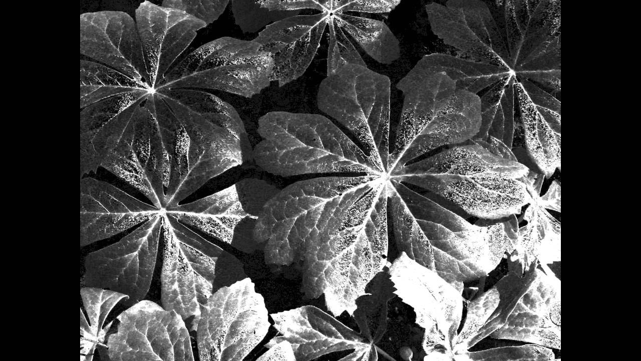 The Photography of Minor White and a Few of My Own