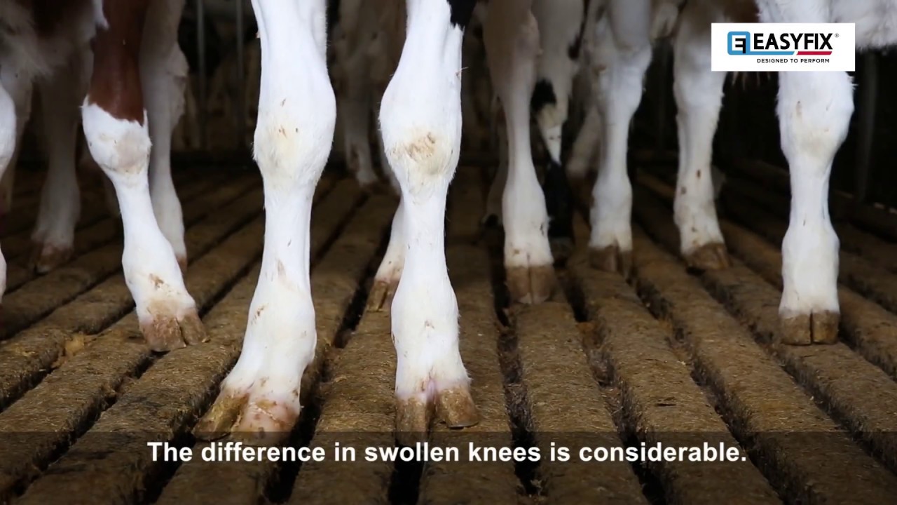 Gerard van Deelen | Welfare-friendly Veal Flooring