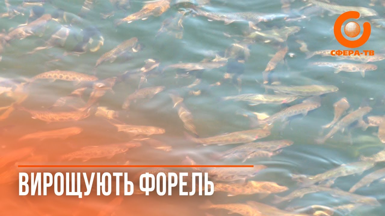 Постачають майже у всі регіони України: як на Рівненщині вирощують райдужну форель