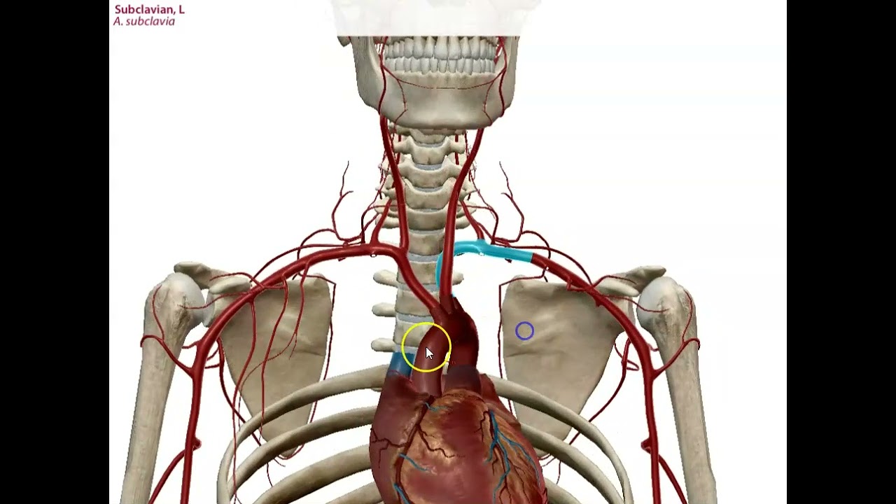 Branches of the aorta